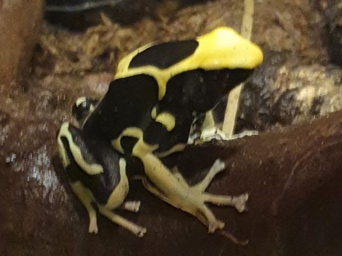 Dendrobates Oelemarie