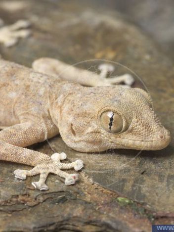 Fächerfußgecko
