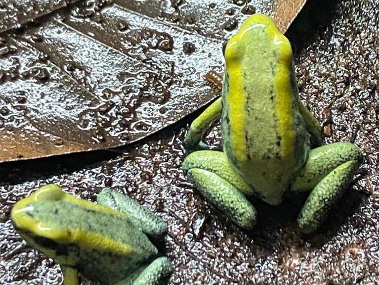 Phyllobates Terribilis Mint