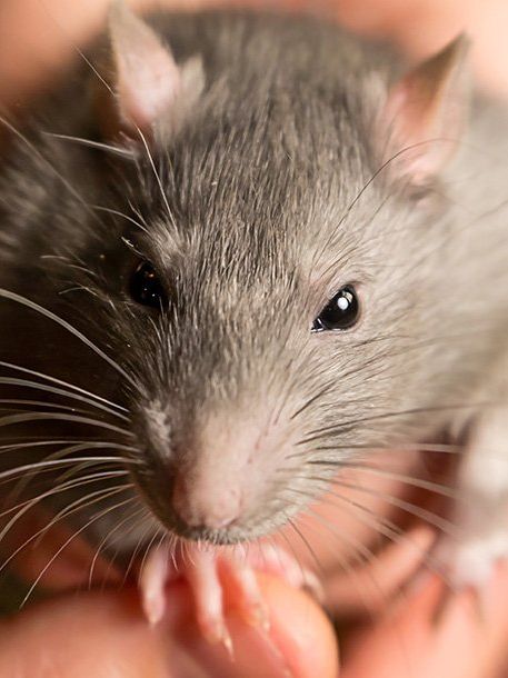 Hausratte