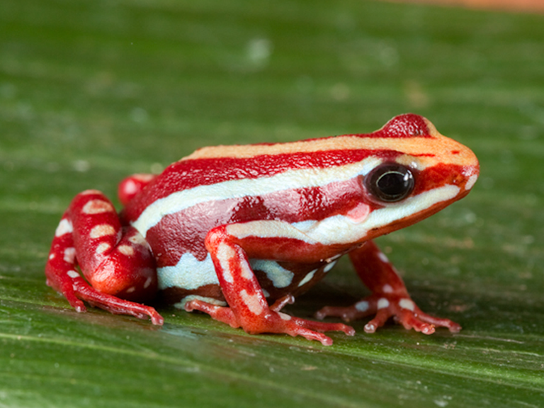 Epipetobates Anthonyi