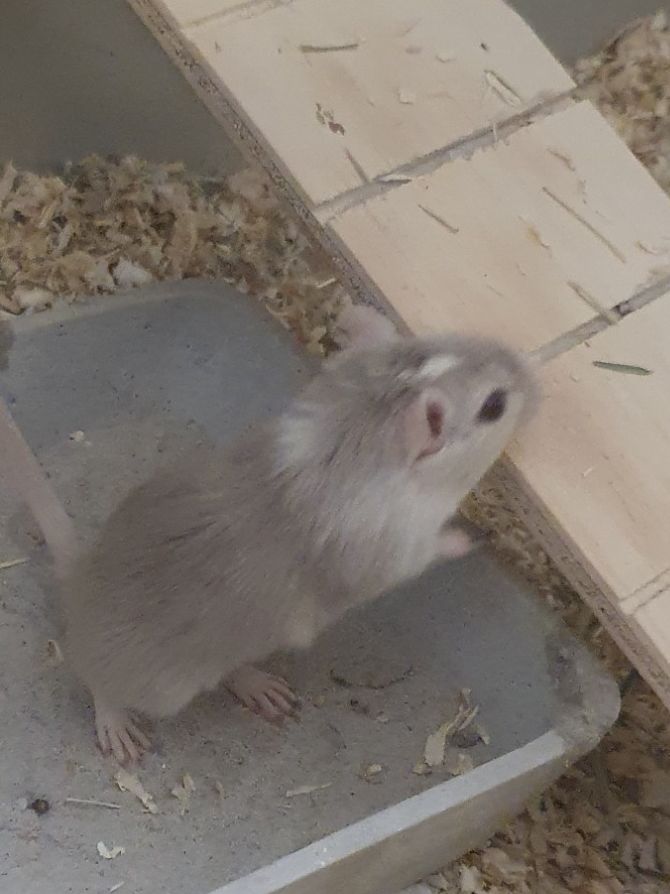 Rennmaus