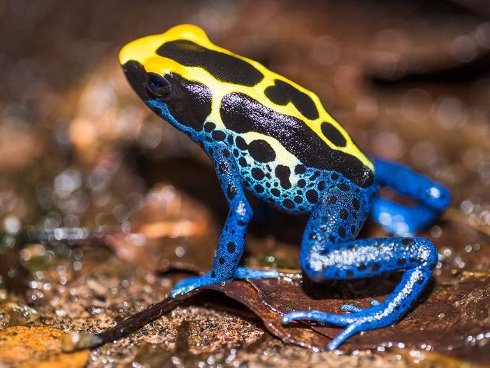 Dendrobates Nominat