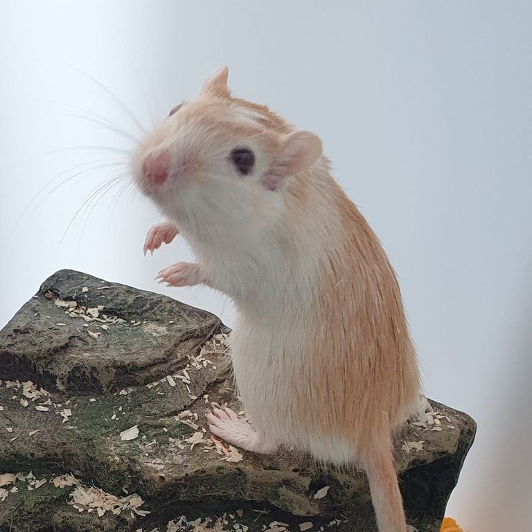 Rennmaus