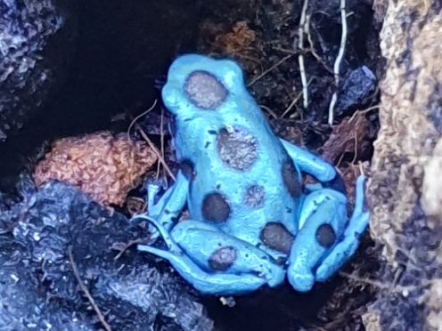 Dendrobates Auratus