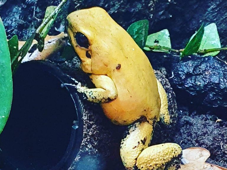 Phyllobates Terribilis