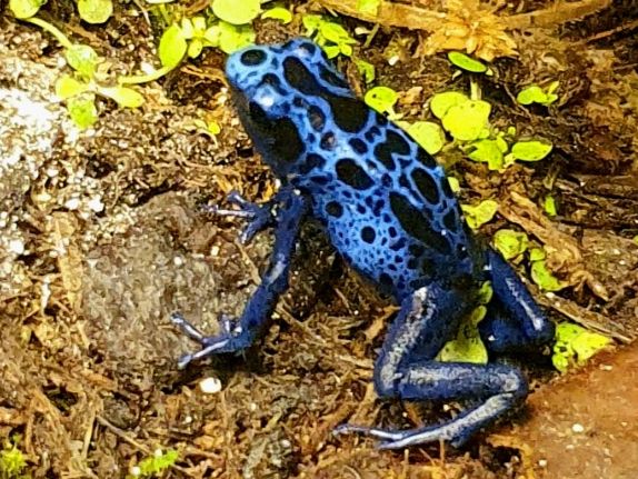 Dendrobates Azureus