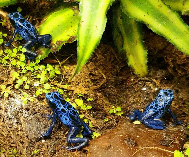 Dendrobates Azureus
