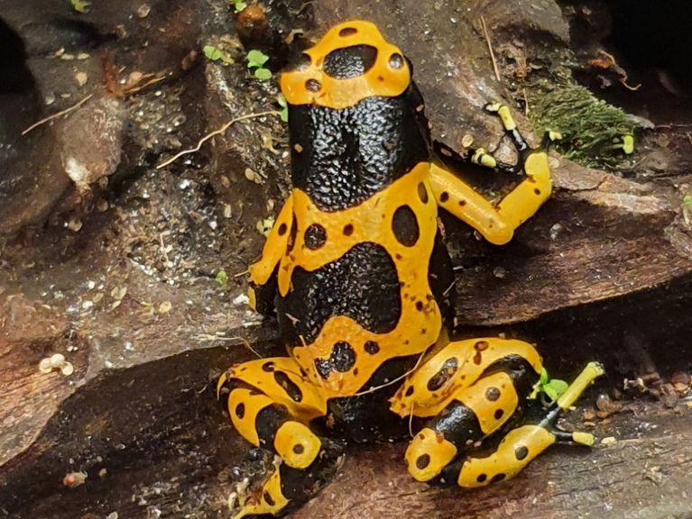 Dendrobates Leucomelas