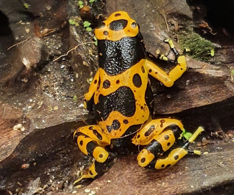 Dendrobates Leucomelas