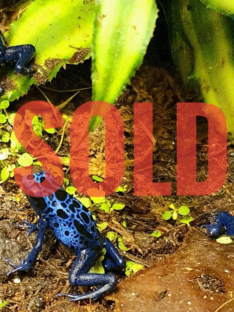 Dendrobates tinctorius Azureus